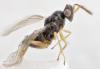 Tamarixia sp.